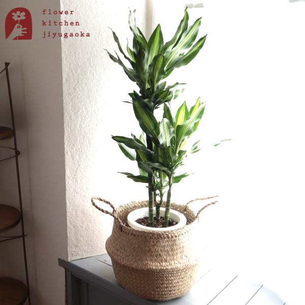 ドラセナ ジェレ7号鉢＋IKEAフローディス鉢カバー　FKTK　