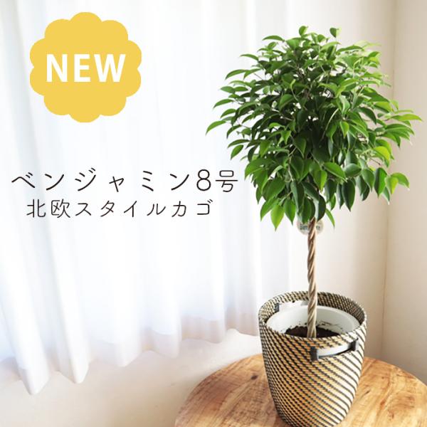 ベンジャミン8号鉢＋IKEAローグコルン鉢カバー　FKTK　