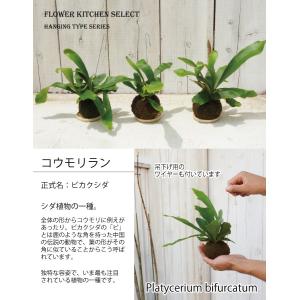 ビカクシダ、コウモリラン 苔玉 ハンギングワイ...の詳細画像1
