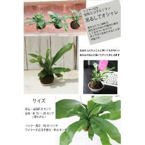 ビカクシダ、コウモリラン 苔玉 ハンギングワイ...の詳細画像2
