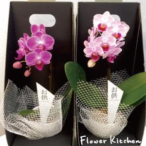 マイクロ胡蝶蘭の品種の商品一覧 通販 Yahoo ショッピング