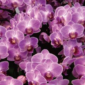 胡蝶蘭 ギフト 産地直送の花ギフト【A-133...の詳細画像1