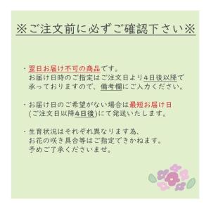 胡蝶蘭 ギフト 産地直送の花ギフト【A-133...の詳細画像2