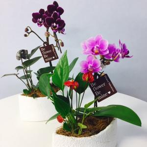 アンスリウム 品種の商品一覧 通販 Yahoo ショッピング