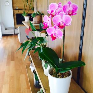 マイクロ胡蝶蘭の品種の商品一覧 通販 Yahoo ショッピング