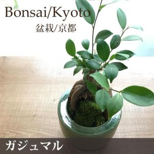 観葉植物　盆栽　和モダンなガジュマルBONSAI　グリーン　即日発送 あすつくのグリーンギフト｜fkjiyugaoka