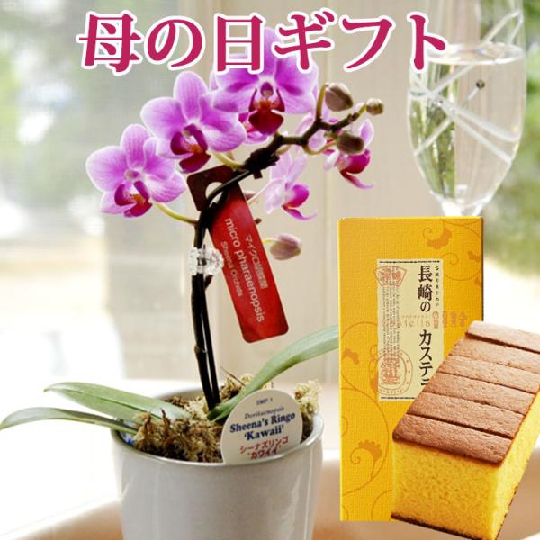 母の日 ギフト 花 2026 スイーツ お菓子 花とスイーツ プレゼント マイクロ胡蝶蘭と はちみつ...