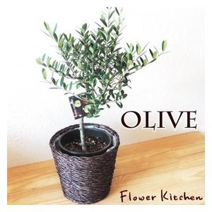 観葉植物 オリーブ5号 玉仕立て ミニかご付き｜fkjiyugaoka