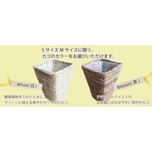 観葉植物 オリーブの木 5号鉢と6号鉢のセットの詳細画像3