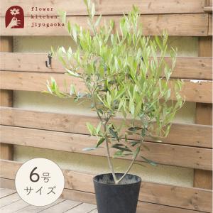 観葉植物　オリーブの木　6号　Ｍサイズ　即日発送 あすつくのグリーンギフト｜fkjiyugaoka