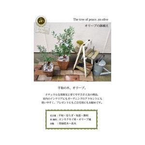 観葉植物 オリーブの木 6号 Mサイズ 即日発...の詳細画像1