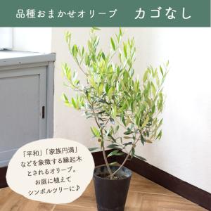 オリーブの木 品種おまかせオリーブ6号鉢 かご...の詳細画像4