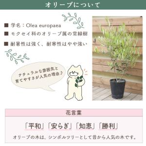 オリーブの木 品種おまかせオリーブ6号鉢 かご...の詳細画像2