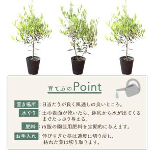オリーブの木 品種おまかせオリーブ6号鉢 かご...の詳細画像3