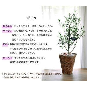 観葉植物 オリーブの木 5号Sサイズ 即日発送...の詳細画像1