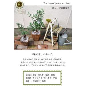 観葉植物 オリーブの木 5号Sサイズ 即日発送...の詳細画像4