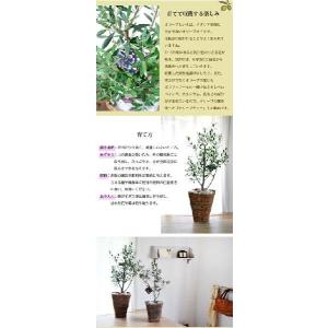観葉植物 オリーブの木 5号Sサイズ 即日発送...の詳細画像5