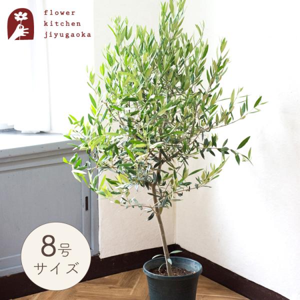 オリーブの木 品種おまかせオリーブ8号鉢 かごなし 観葉植物 庭木 鉢植え シンボルツリー 植木 育...
