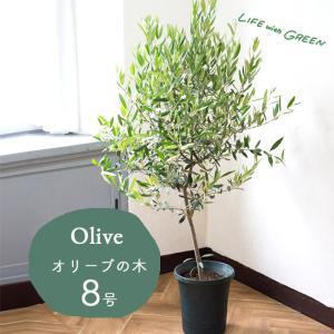 オリーブの木 品種おまかせオリーブ8号鉢 かご...の詳細画像1