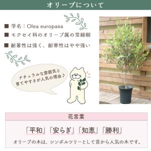 オリーブの木 品種おまかせオリーブ8号鉢 かご...の詳細画像2