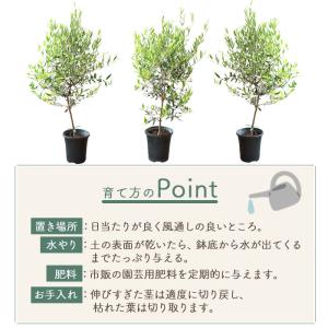 オリーブの木 品種おまかせオリーブ8号鉢 かご...の詳細画像3