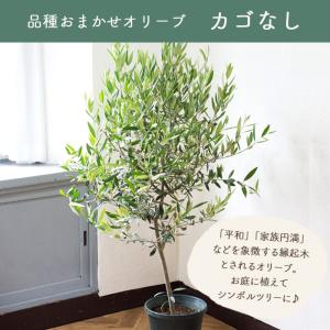 オリーブの木 品種おまかせオリーブ8号鉢 かご...の詳細画像4