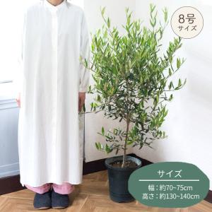 オリーブの木 品種おまかせオリーブ8号鉢 かご...の詳細画像5