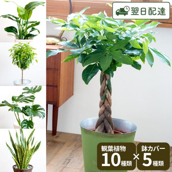 選べる観葉植物 7号鉢 鉢カバー付き 育て方のしおり パキラ インテリア おしゃれ 種類 室内 鉢 ...