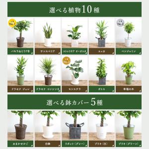 観葉植物 7号鉢 種類 選べる 鉢カバー付き ...の詳細画像2