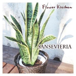 FlowerKitchen 観葉 曲がり仕立て フィカス ベンガレンシス オードリー