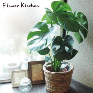 ★生産者支援★観葉植物　モンステラ ＋ 丸カゴ(茶色)　ギフト可　送料無料【送料補助対象商品】　