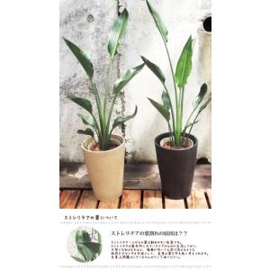 ストレリチア レギネ 選べるカラー円錐ポット ...の詳細画像3