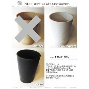 ストレリチア レギネ 選べるカラー円錐ポット ...の詳細画像4