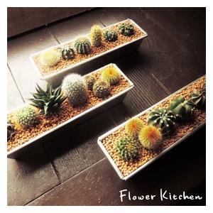 多肉アルミケース3個セット 茶砂利 サボテン 多肉植物 寄せ植え バレンタイン ホワイトデー ギフト Tanikuarumi3ko Flowerkitchen Jiyugaoka 通販 Yahoo ショッピング