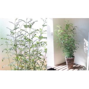 シマトネリコ 観葉植物 鉢カバー付き 育て方の...の詳細画像3