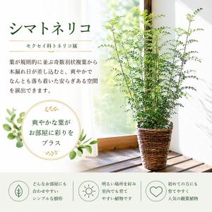シマトネリコ 観葉植物 鉢カバー付き 育て方の...の詳細画像2