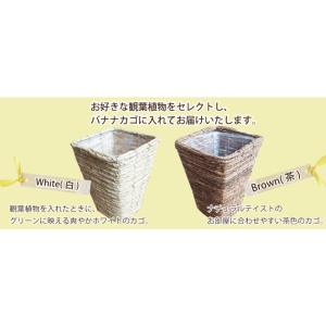 シマトネリコ 観葉植物 鉢カバー付き 育て方の...の詳細画像4