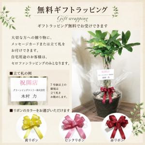 シマトネリコ 観葉植物 鉢カバー付き 育て方の...の詳細画像5