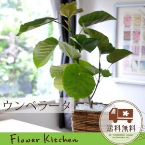 Flowerkitchen Jiyugaoka ウンベラータ ミドルサイズ観葉植物 5 7号 90センチ Yahoo ショッピング