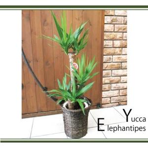 ユッカ 青年の樹 観葉植物 ユッカ の鉢植えM...の詳細画像1