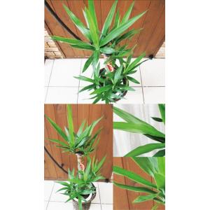 ユッカ 青年の樹 観葉植物 ユッカ の鉢植えM...の詳細画像2