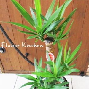 ユッカ 青年の樹 観葉植物 ユッカ の鉢植えM...の詳細画像3