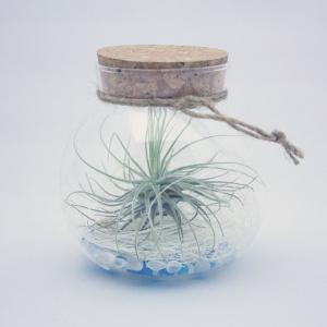 エアプランツ コルク 花 ガーデニング の商品一覧 通販 Yahoo ショッピング