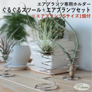 ぐるぐるスツール エアプランツ専用ホルダー（エアプランツ付）