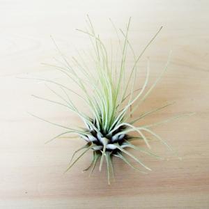 エアプランツ フックシー(Sサイズ)/ 観葉植物...の商品画像