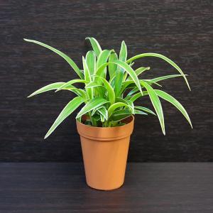 細長い葉の植物の商品一覧 通販 Yahoo ショッピング