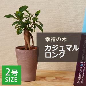 ミニ 観葉植物 ガジュマル 2号 おしゃれ かわいい 卓上