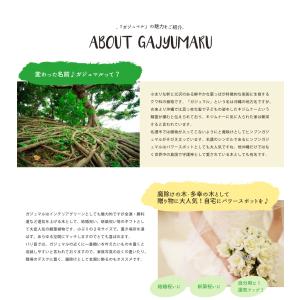 ミニ 観葉植物 ガジュマル 2号 おしゃれ か...の詳細画像2