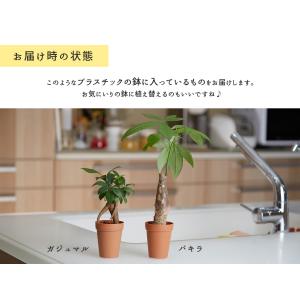ミニ 観葉植物 ガジュマル 2号 おしゃれ か...の詳細画像3