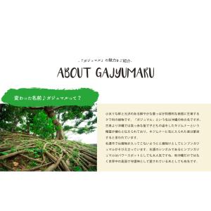 ミニ 観葉植物 ガジュマル 2号 おしゃれ か...の詳細画像4